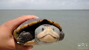 Image result for Malaclemys terrapin