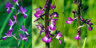 Attēlu rezultāti vaicājumam “Lophozia laxa macro”