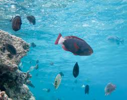 Image result for Chlorurus perspicillatus