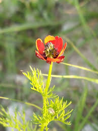 Image result for Adonis aestivalis