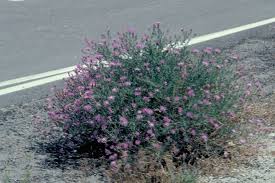 Attēlu rezultāti vaicājumam “Centaurea stoebe fruit”