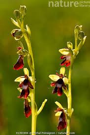 Attēlu rezultāti vaicājumam “Ophrys insectifera flower”