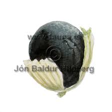 Attēlu rezultāti vaicājumam “Anthracoidea”