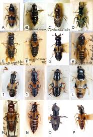 Attēlu rezultāti vaicājumam “Oxyporus”