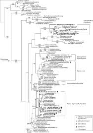 Attēlu rezultāti vaicājumam “Pachyphloeus melanoxanthus”