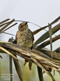 Attēlu rezultāti vaicājumam “Muscicapa striata juvenile”