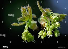 Attēlu rezultāti vaicājumam “Acer pseudoplatanus fo. purpurascens flower”