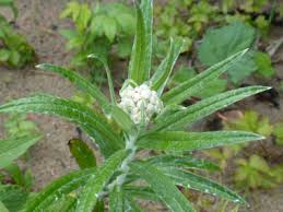 Attēlu rezultāti vaicājumam “Anaphalis margaritacea leaf”
