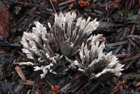 Attēlu rezultāti vaicājumam “Thelephora palmata”