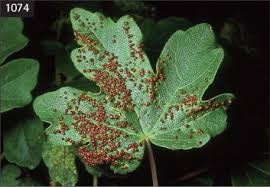 Attēlu rezultāti vaicājumam “Eriophyes padi”