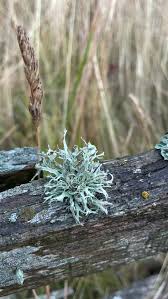 Attēlu rezultāti vaicājumam “Bryum funkii”