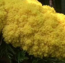 Attēlu rezultāti vaicājumam “Fuligo gyrosa spores”