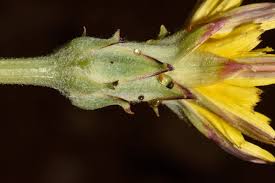 Attēlu rezultāti vaicājumam “Scorzonera humilis bud”
