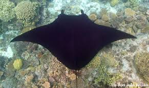 Image result for Mobula alfredi