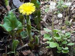 Attēlu rezultāti vaicājumam “Tussilago farfara”