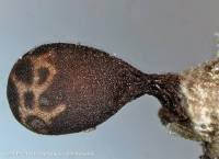 Attēlu rezultāti vaicājumam “Trichia botrytis var. cerifera”