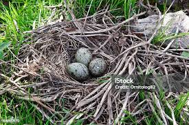 Attēlu rezultāti vaicājumam “Sylvia borin nest”