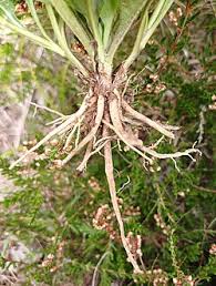 Attēlu rezultāti vaicājumam “Succisa pratensis leaf”