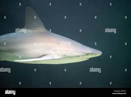 Image result for Carcharhinus plumbeus