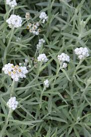 Attēlu rezultāti vaicājumam “Anaphalis margaritacea leaf”