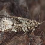 Attēlu rezultāti vaicājumam “Dichelia histrionana”