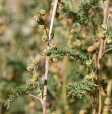 Image result for Artemisia gmelinii