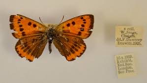 Attēlu rezultāti vaicājumam “Lycaena dispar male”