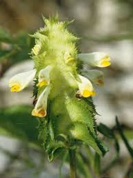 Attēlu rezultāti vaicājumam “Melampyrum cristatum leaf”