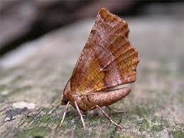 Attēlu rezultāti vaicājumam “Selenia dentaria larva”