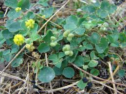 Attēlu rezultāti vaicājumam “Medicago lupulina fruit”