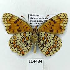 Attēlu rezultāti vaicājumam “Melitaea phoebe”