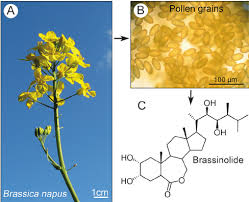 Attēlu rezultāti vaicājumam “Brassica napus flower”