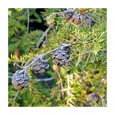 Attēlu rezultāti vaicājumam “Tsuga canadensis”