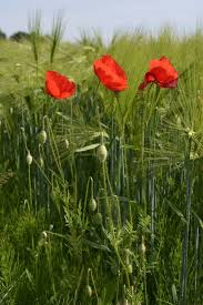 Image result for Papaver rhoeas