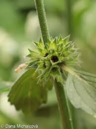 Image result for Galeopsis segetum