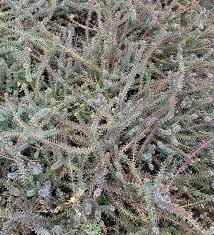 Attēlu rezultāti vaicājumam “Empetrum nigrum”