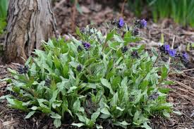 Image result for Pulmonaria Silverado