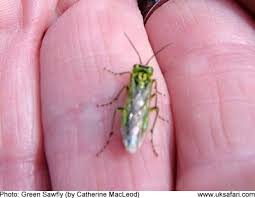 Attēlu rezultāti vaicājumam “Rhogogaster viridis”