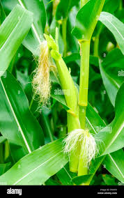 Attēlu rezultāti vaicājumam “Zea mays female flower”