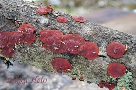 Attēlu rezultāti vaicājumam “Cytidia salicina”