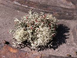 Attēlu rezultāti vaicājumam “Cladonia cornuta”