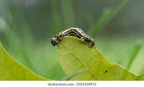 Attēlu rezultāti vaicājumam “Abraxas sylvata larva”