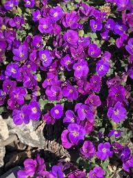 Attēlu rezultāti vaicājumam “Aubrieta deltoidea flower”