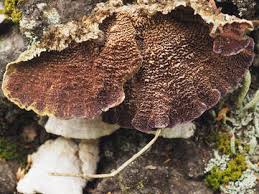 Attēlu rezultāti vaicājumam “Trichaptum abietinum”