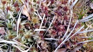 Attēlu rezultāti vaicājumam “Sphagnum magellanicum”