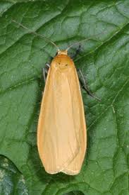 Attēlu rezultāti vaicājumam “Eilema sororcula”