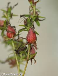 Attēlu rezultāti vaicājumam “Hypericum perforatum bud”