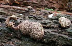 Attēlu rezultāti vaicājumam “Tubifera ferruginosa (subsp. ferruginosa) sessile”