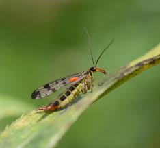 Attēlu rezultāti vaicājumam “Panorpa communis imago”