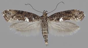 Attēlu rezultāti vaicājumam “Acrolepiopsis assectella”